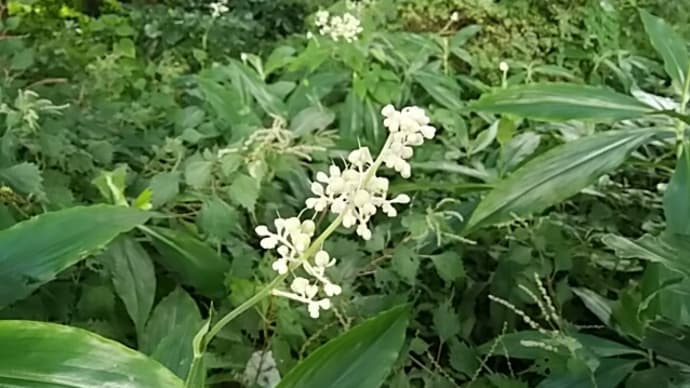 残暑のヤブミョウガ(藪茗荷)