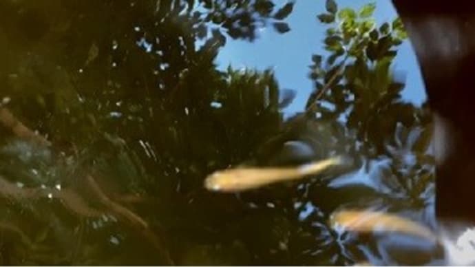 メダカの冬支度・・・