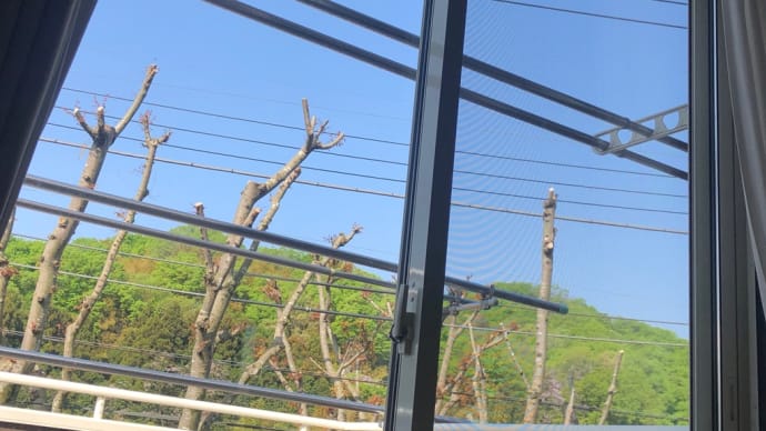 欅を見ながら、思う。