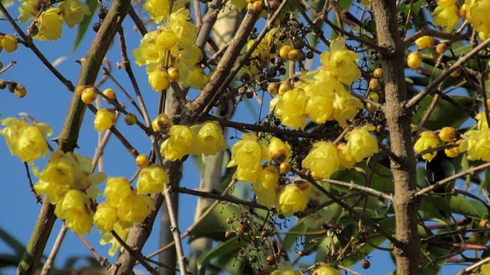 冬の花