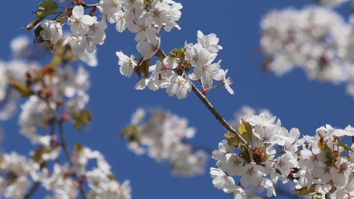 北海道の遅い春の桜12-3