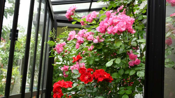 我が家の花日誌 深紅のバラ 他