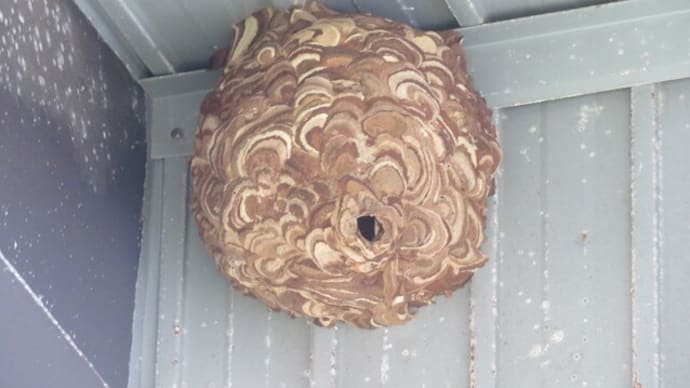 蜂の巣退治