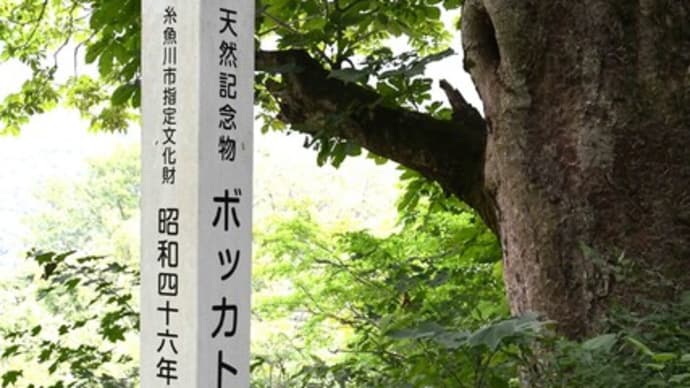 ボッカ栃ノ木