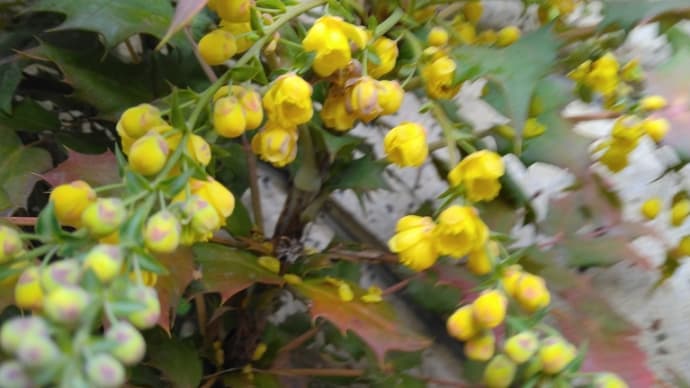 昨日のヒイラギのつぼみがちらほらと花が咲きました。