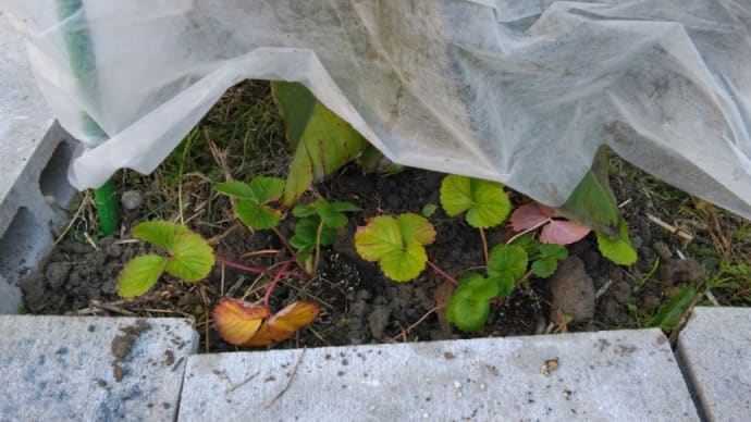 昨日はいちごを植えたが