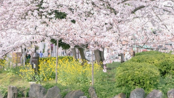 リフレイン*記憶の中の桜