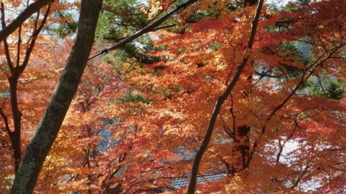 掛川古城〔子角山〕の紅葉