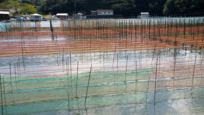 海苔養殖の海