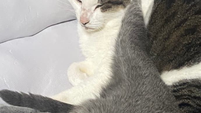 パールキック