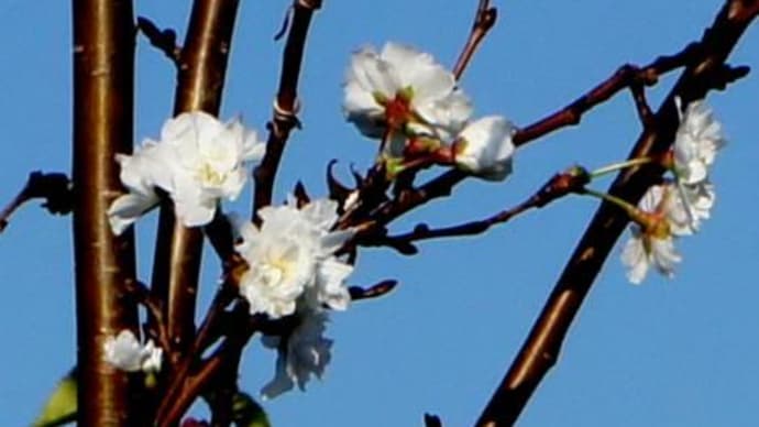 コブクザクラ（子福桜）　白色の多弁花