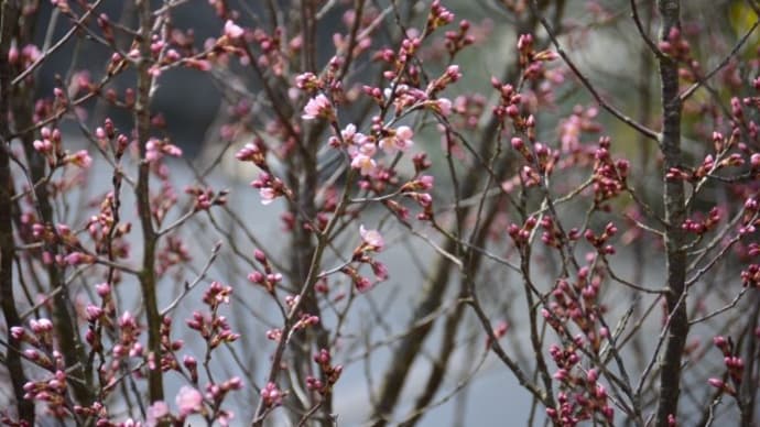 啓翁桜の開花進む
