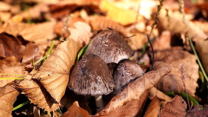 ★北アルプス山麓 ふかふか落ち葉🍂の中のキノコ🍄 2023