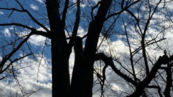 オサンポ walk - 空sky: 空と木と雲も the sky, the tree & the clouds