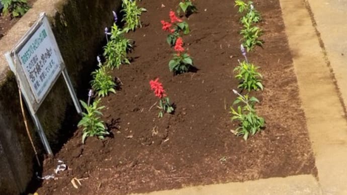 自治会で花植えをしました~国道413号他