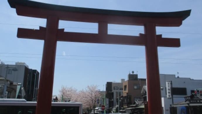 鎌倉の桜、満開です!オーバーツーリズムの中、ニッポンのサクラを堪能してきました・・・鶴岡八幡宮、若宮大路、小町通り