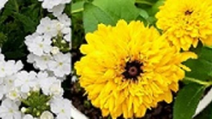 上品な薄紫の朝顔と花手毬と玄関前のルドベキアの寄せ植えをスーパーチュニアと入れ替えたとですッ!(^^)!
