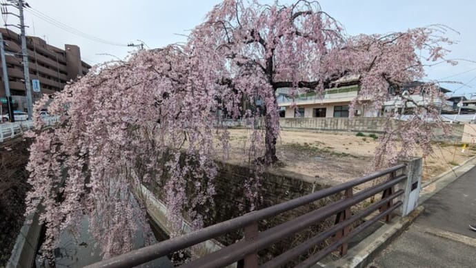 広瀬川散策　宮沢橋から広瀬橋、千代大橋そして舟丁石橋屋跡では枝垂れ桜が満開。
