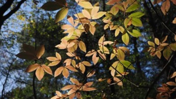 11月18日「小根山森林公園 落ち葉を歩く観察会」無時終了しました。