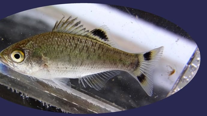 大口湯鯉(オオクチユゴイ)幼魚も採ったよの巻 台湾釣(ガサ)行記⑬