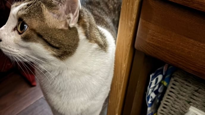 コテblog🐱🐾🐱🐾🐱