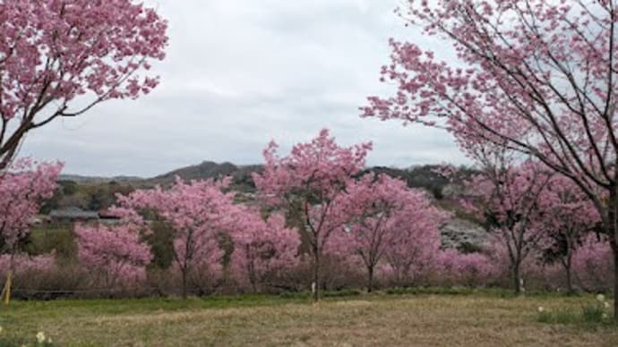 ひっそりと満開の桜
