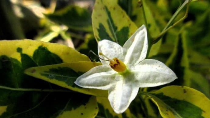 ソラナム (ヤマホロシ) (蔓花茄子 ツルハナナス)▼斑入りのツルハナナス(バリエガタ:Solanum jasminoides ‘Variegata’)