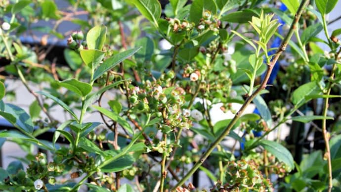 5月初旬のベランダ菜園