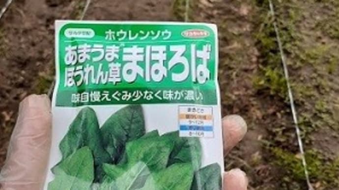 今日もタネ蒔きしたとですぅ~٩( ''ω'' )و