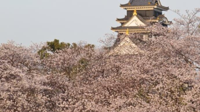 街中、桜が満開