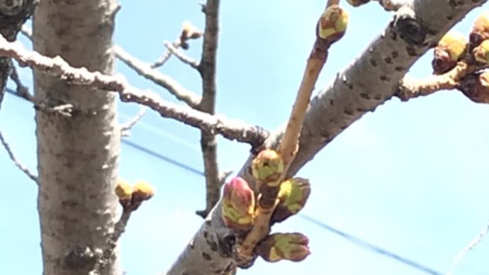 城南荘の桜2021