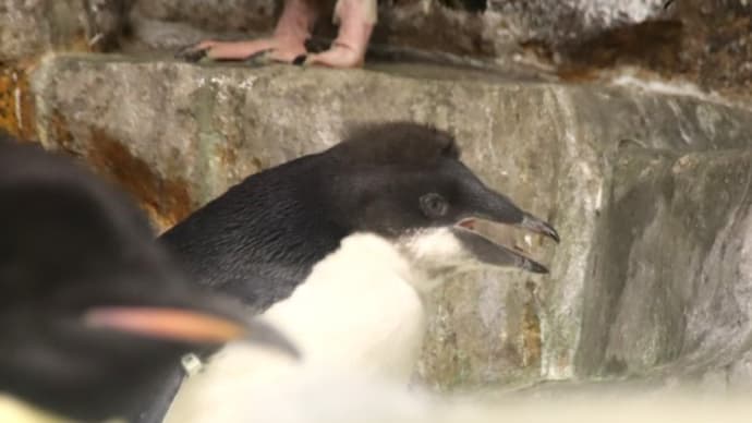 アデリーペンギン、ヒナの名残