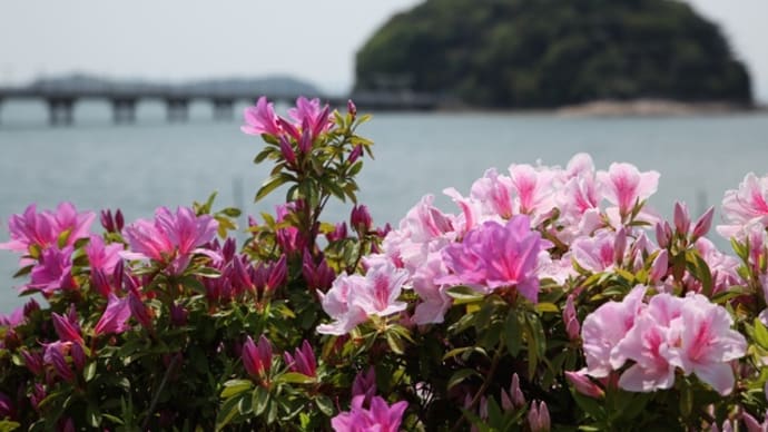 今日の竹島海岸　俊成苑