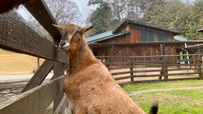 2024/3/24 ヤギのモカ 公園に強志くんと一始くんが来た❣️