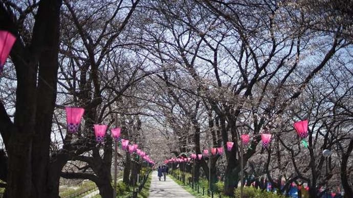 2023年3月_幸手市権現堂堤で「菜の花・桜」を記録してきた。(出撃早すぎ)