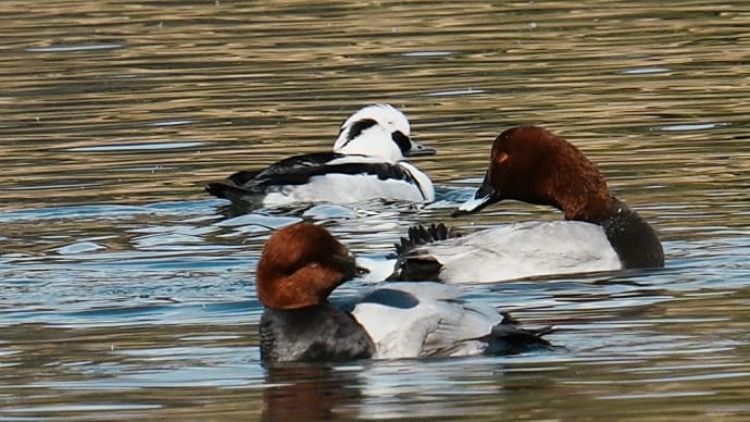 海の中道海浜公園で探鳥　ミコアイサ