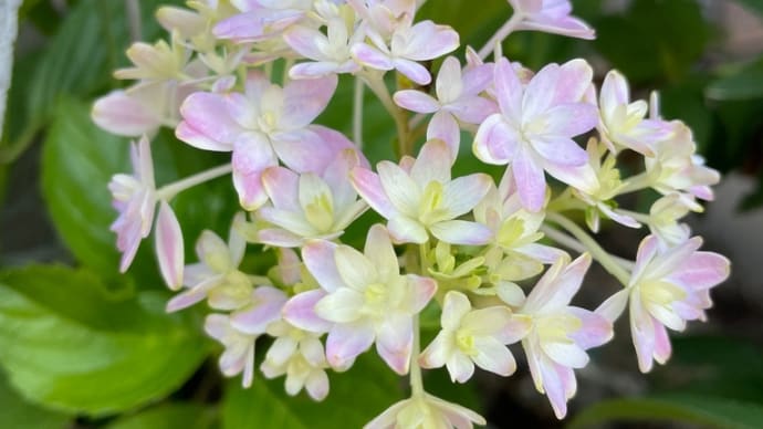 今年1番に咲いた紫陽花(*˘︶˘*).。.:*♡