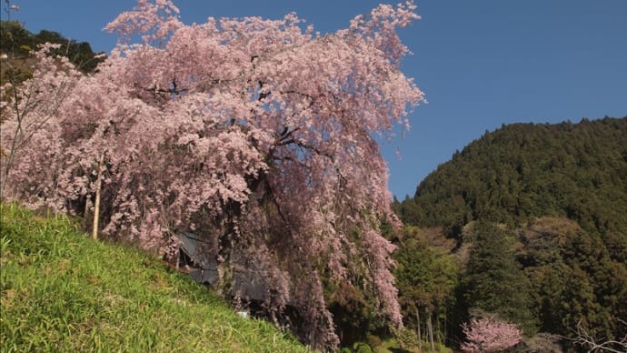 奥多摩、時坂峠の桜