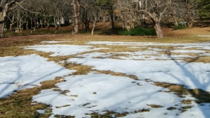 桜林公園 冬の景色