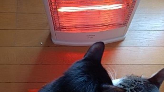 2023年の猫news㉘ イブにあったちょっと良かった事