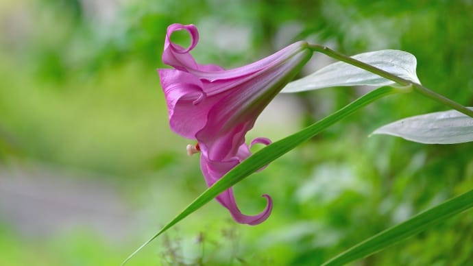 行縢山のササユリ_高嶺の花はバッチシ可愛過ぎ・・ 😄