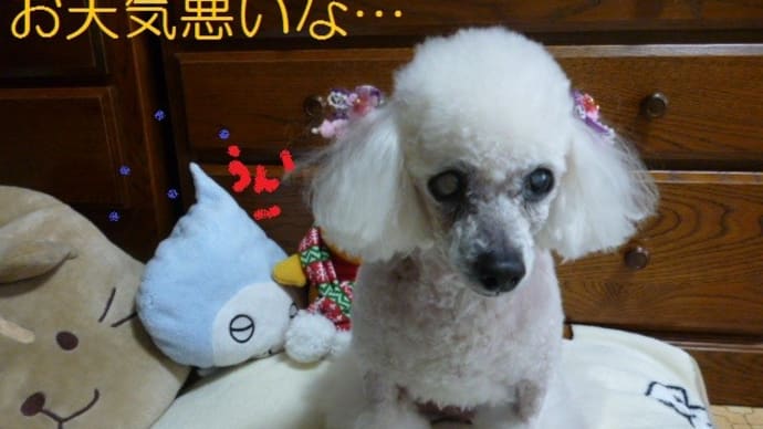 GW明けは…梅雨のはしり? ( ̄へ ̄| | |) ウーム そして母の日のお花