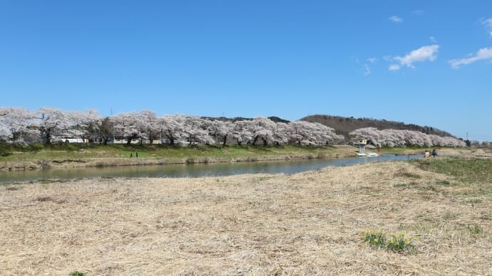 ソメイヨシノ 宮城県柴田郡大河原町(7)韮神堰(にらがみぜき)