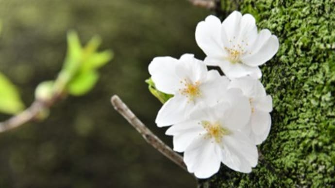 （も一つ）桜、さくら、サクラ