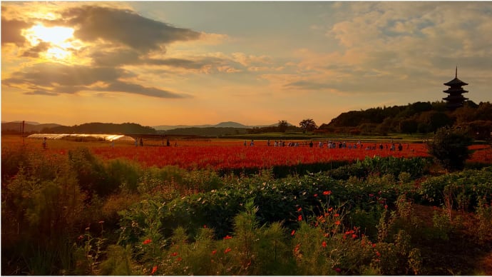 紅に染まった田んぼ