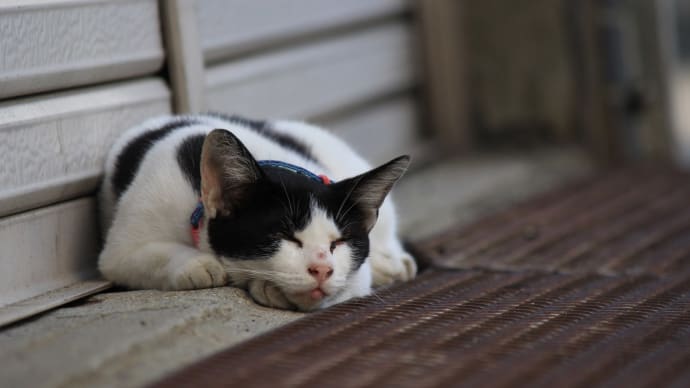 シャッターねこ