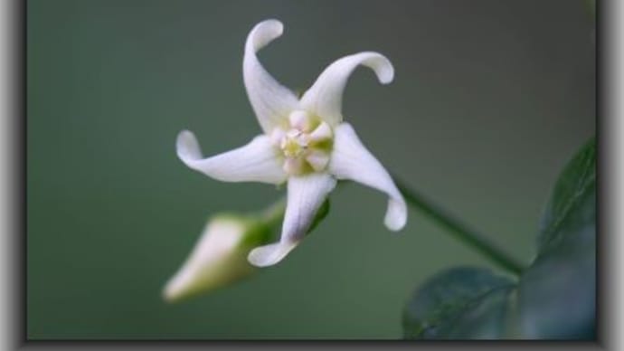 アオカモメヅル コウの花図鑑