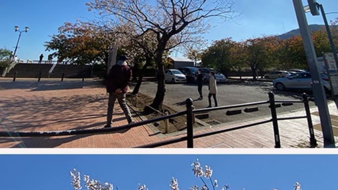 早くも熱海・親水公園のヒマラヤ桜が開花していました。