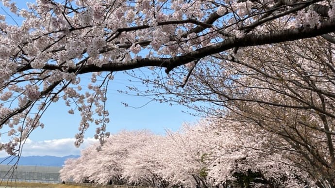 晴れた！青空に映える満開の桜 　～ちょっと祈ってみたら～