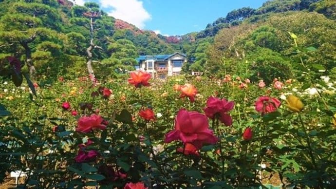 鎌倉文学館の秋薔薇と「川端康成 美しい日本」展